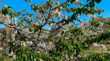 Cerezo en flor de Vall de Gallinera destacada