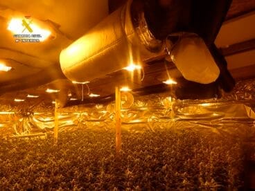 Interior de la plantación de marihuana en Els Poblets en una conocida nave industrial