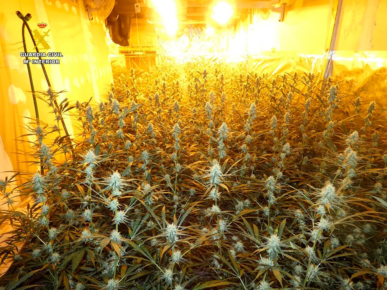Plantas incautadas y desmanteladas en Els Poblets