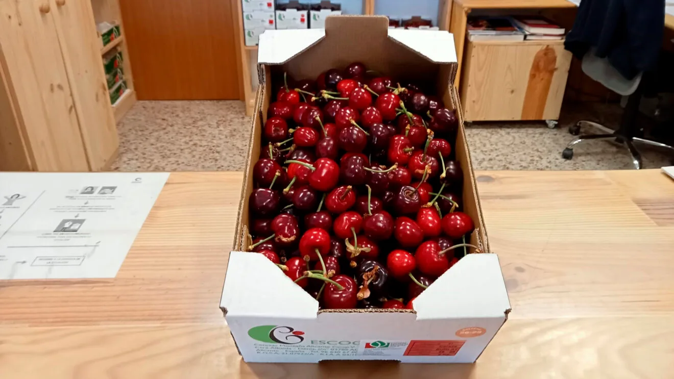 Cerises de la montagne d'Alicante de la coopérative Vall de Gallinera ce 2024