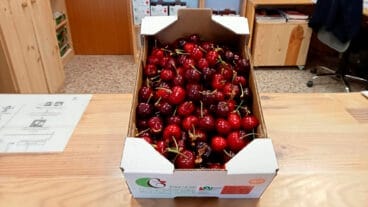 Cerezas de la Montaña de Alicante de la cooperativa de la Vall de Gallinera este 2024