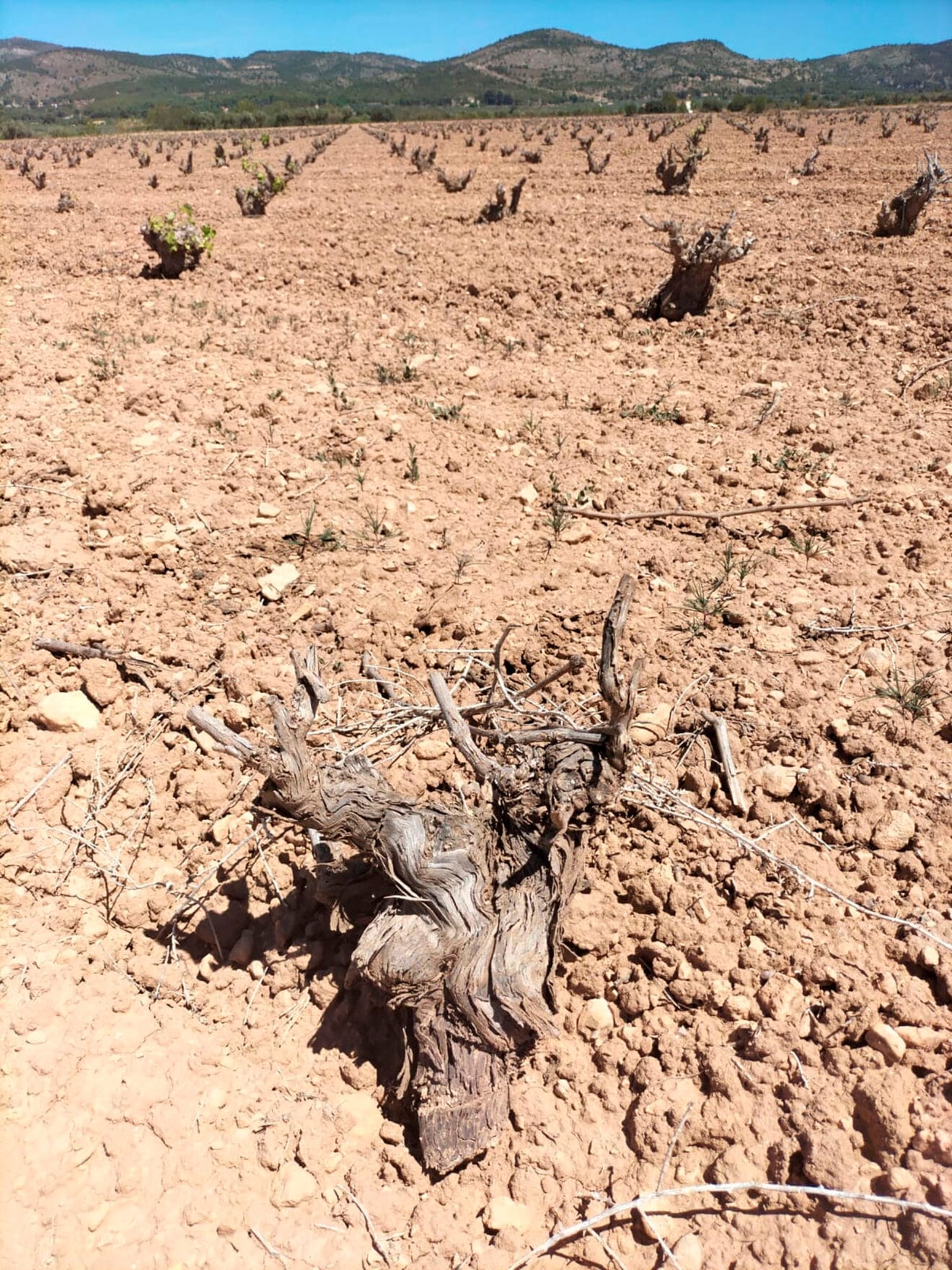 Consecuencias de la sequía en los viñedos alicantinos - Consejo Regulador Denominación de Origen Vinos de Alicante
