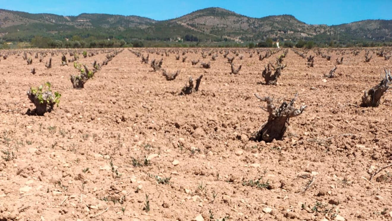 Consecuencias de la sequía en los viñedos de Alicante- Consejo Regulador Denominación de Origen Vinos de Alicante