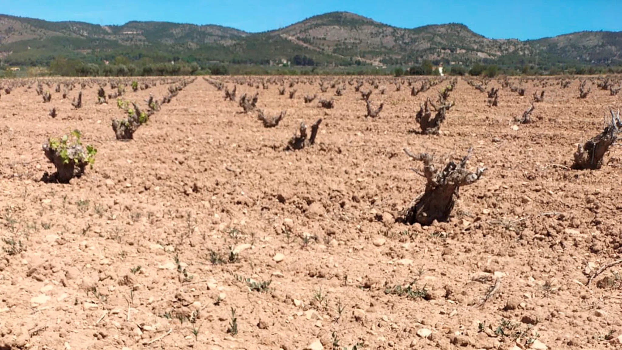 consecuencias de la sequia en los vinedos de alicante consejo regulador denominacion de origen vinos de alicante