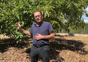 Antonio Paris en su campo de aguacates