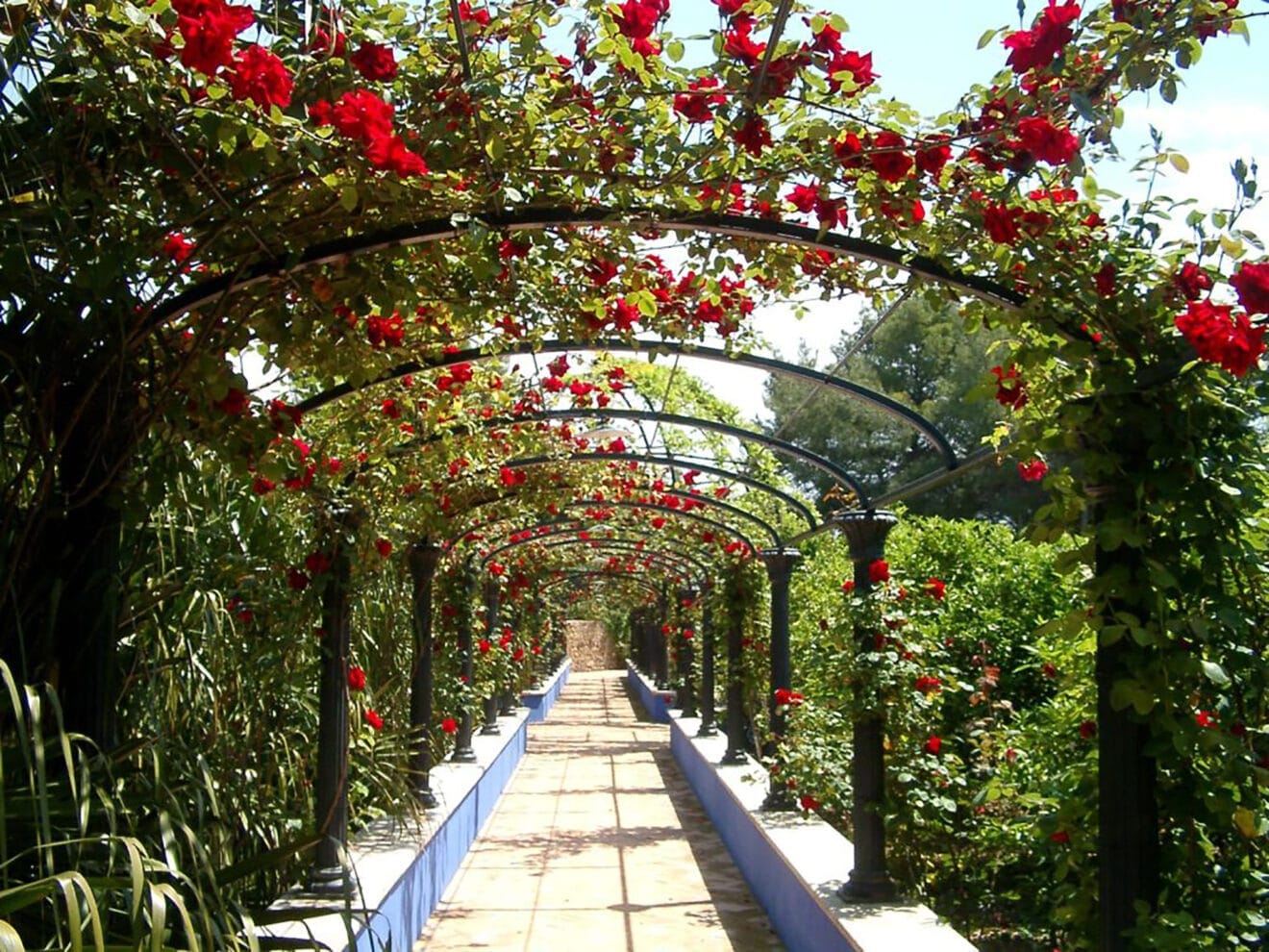 Camino bajo la rosaleda