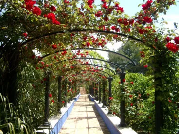 Camino bajo la rosaleda