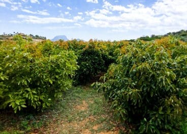 Campo de aguacates en la Marina Alta