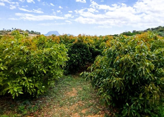 Imagen: Campo de aguacates en la Marina Alta
