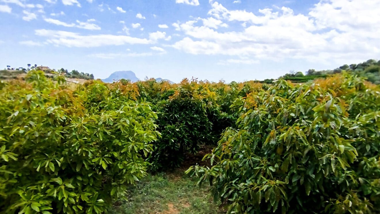 Campo de aguacates en la Marina Alta dest