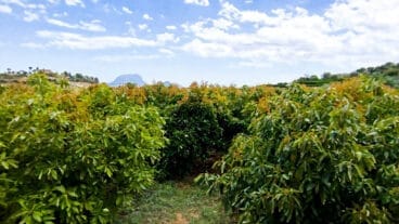Campo de aguacates en la Marina Alta dest