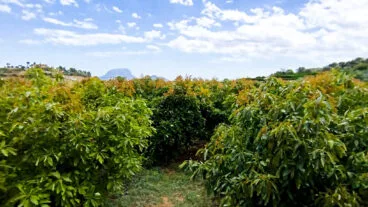 campo de aguacates en la marina alta dest