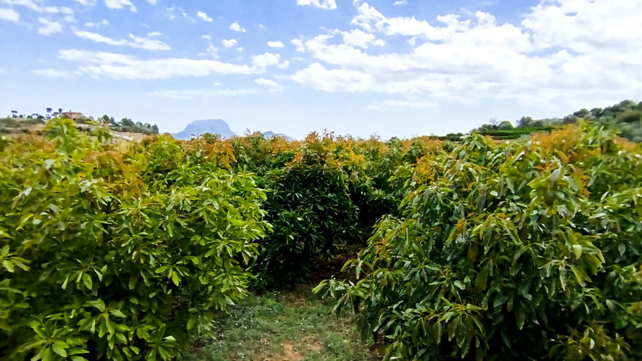 campo de aguacates en la marina alta dest