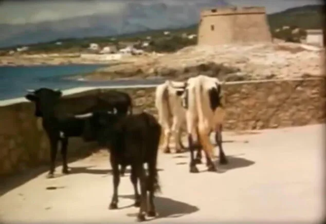 La Moraira de los años 50 en francés: las costumbres, fiestas y vecinos bajo la mirada de los primeros turistas 7 Imagen: Corral de toros frente al mar para las fiestas de Moraira en los 50