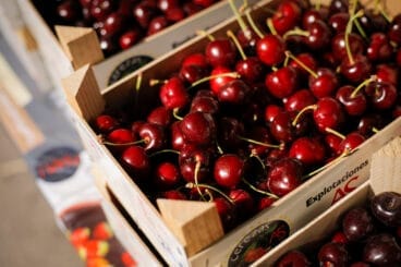 Cosecha de Cerezas de la Montaña de Alicante de la Vall de Gallinera este 2024