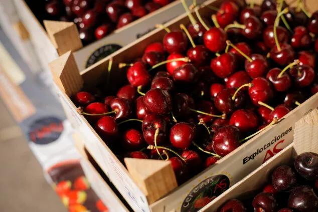 Imagen: Cosecha de Cerezas de la Montaña de Alicante de la Vall de Gallinera este 2024