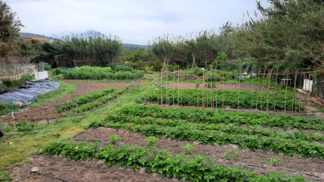 Imagen: Huerto urbano de Benitatxell