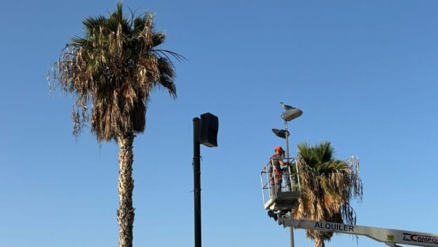 Imagen: Poda palmeras en Calp