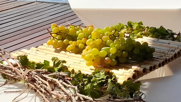 Teulada Moraira aprueba una modificación de crédito de medio millón de euros para ayudas a la uva Moscatel 1 Imagen: Uva Moscatel de Teulada Moraira