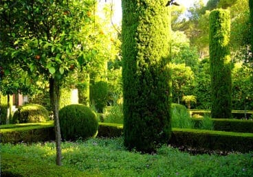 Vegetación con formas armónicas