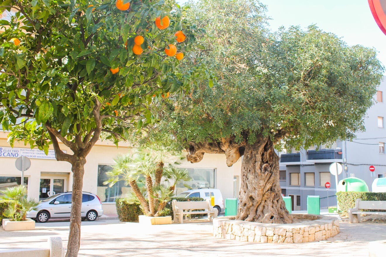 Vegetación en Teulada Moraira