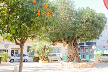 Vegetación en Teulada Moraira