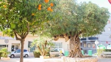 Растительность в Теулада-Морайра-Дест