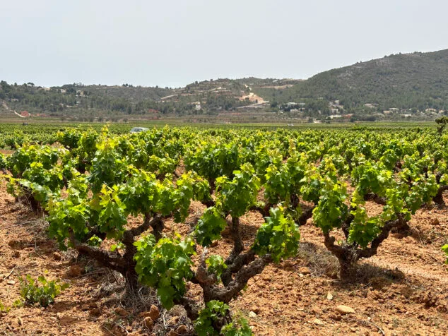 Los lujosos chalés del millón de euros que ya se venden del PAI de Llíber, con coche o bicicletas incluidas 1 Imagen: Viñedos de Llíber en junio frente a la zona del PAI