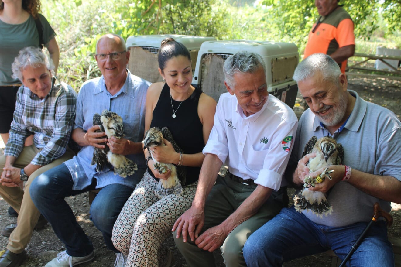 Polluelos de águilas pescadoras