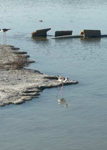 Aves en la laguna al atardecer