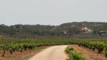 el pai medina desde los campos de vid de lliber