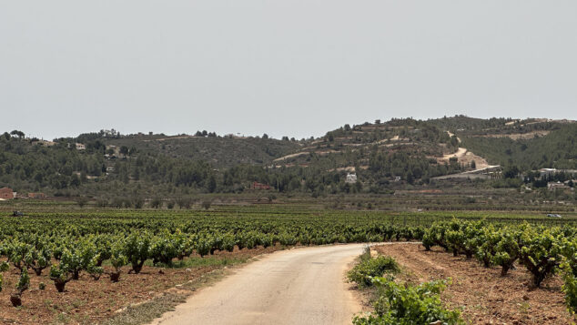 Imagen: El PAI Medina desde los campos de vid de Llíber