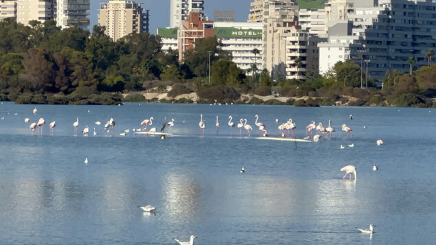 Imagen: Flamencos en las Salinas de Calp.