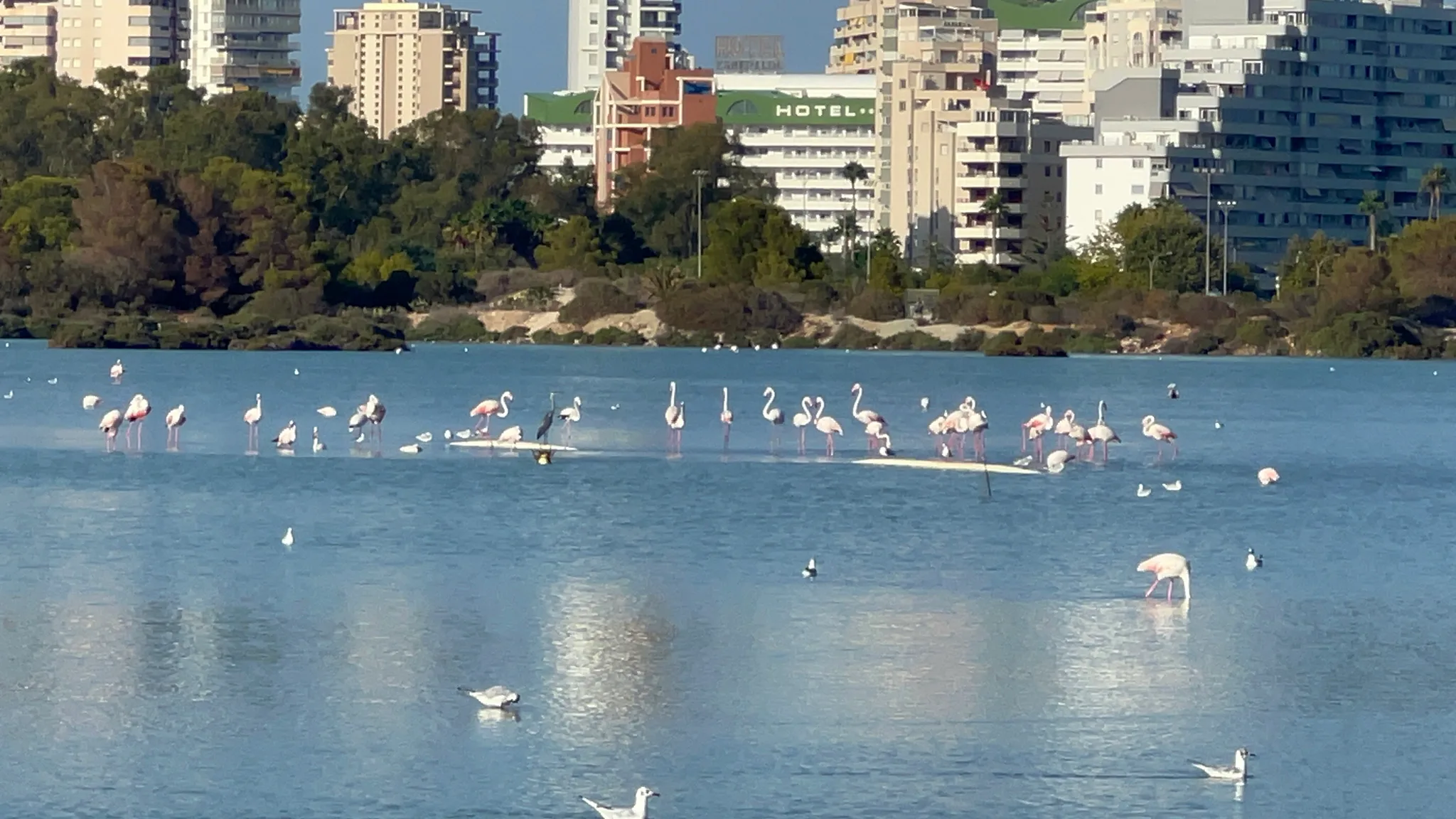 flamencos en las salinas de calp
