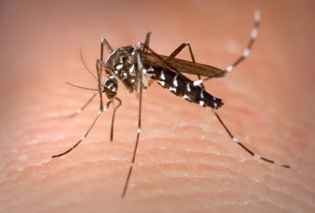Imagen: Mosquito tigre