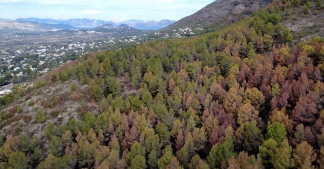 Imagen: Bosque de pinos secándose en el Montgó