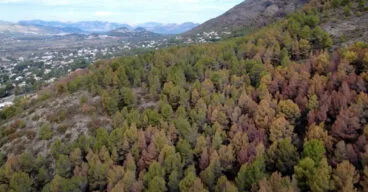 bosque secandose en el montgo