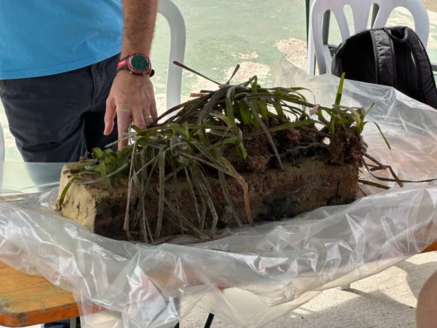 Imagen: Espuma con posidonia del fondo marino de Calp