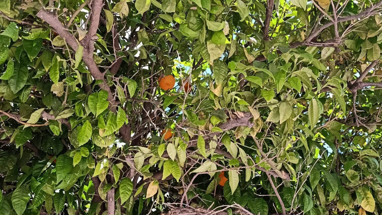Naranjo valenciano dest