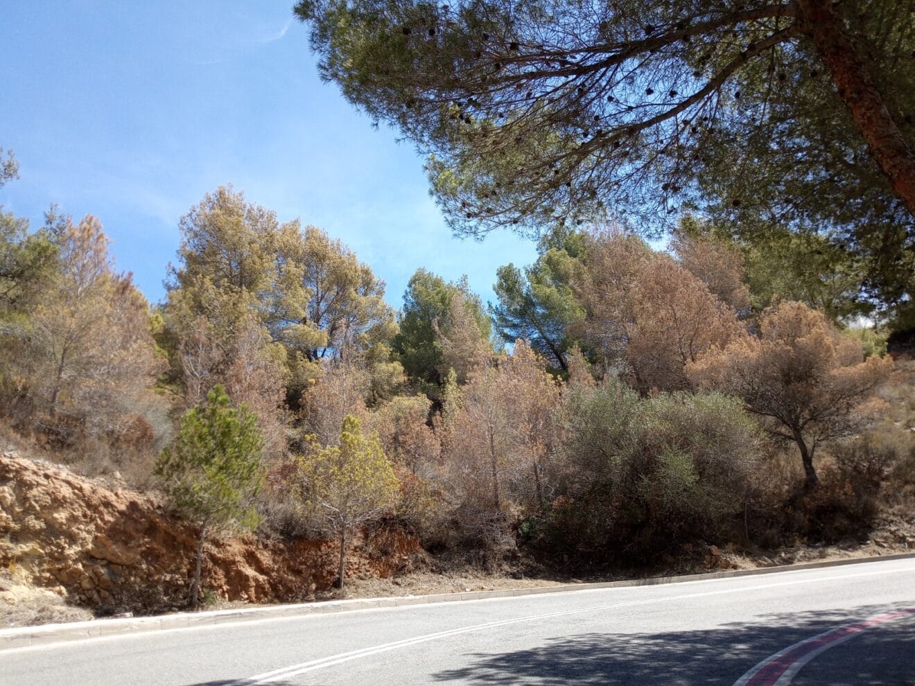 Pinos secos en una curva de Benitatxell