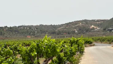 vista la montana donde se ubicaran los futuros chales de lliber