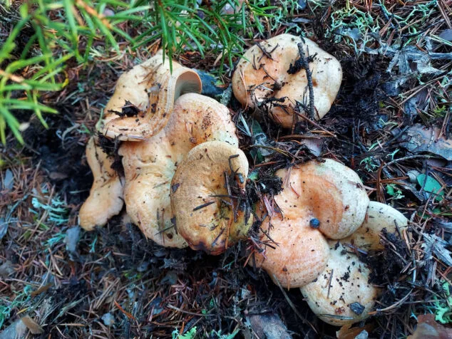 Imagen: Esclata-sangs (Lactarius sanguifluus) en su medio natural - Imagen de Antonio Belda
