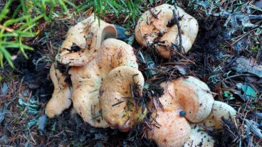 esclata sangs lactarius sanguifluus imagen de antonio belda