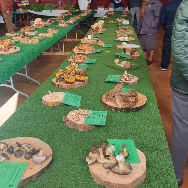 Imagen: Muestra de setas según su categoría