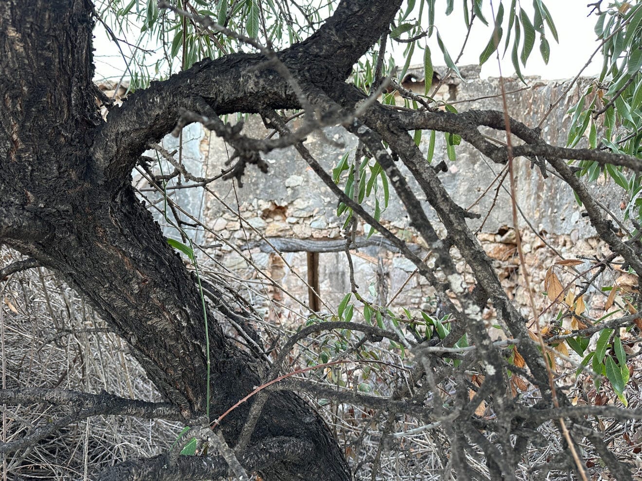 Riurau d'Antonio Cabrera en El Verger entre árboles