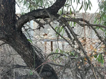 Riurau d’Antonio Cabrera en El Verger entre árboles