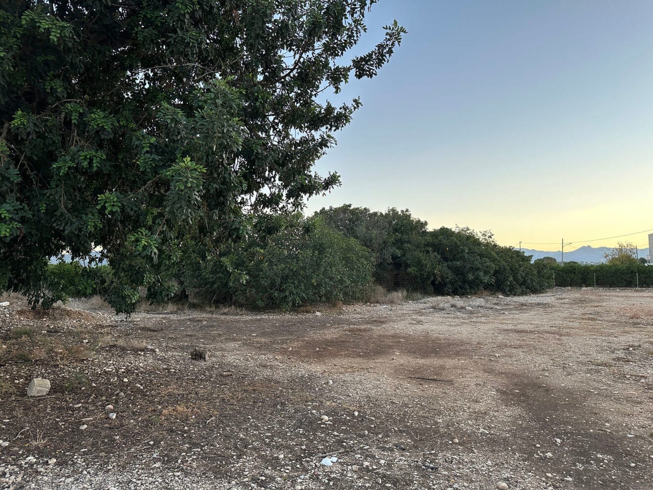 Riurau de Guillem en El Verger cubierto de árboles