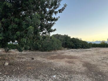 Riurau de Guillem en El Verger cubierto de árboles