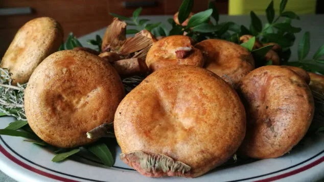 Imagen: Robellón, níscalo, pebrazo, esclata-sang, rovelló, pebràs (Lactarius sanguifluus)