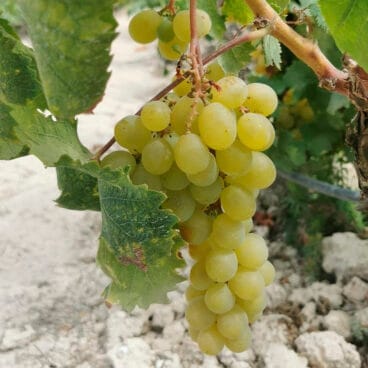 Uva Moscatel de Teulada Moraira en 2023